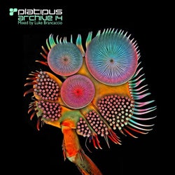Platipus - Archive 14